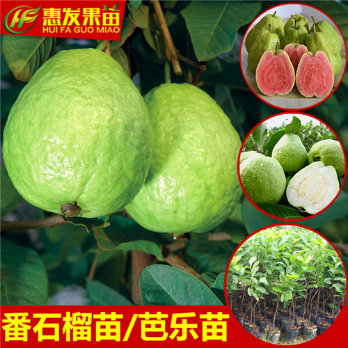 湖南红心番石榴苗，湖南红心芭乐苗，湖南番石榴苗 