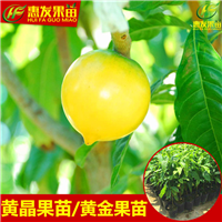 湛江黄金果苗，顺德黄金果苗，珠海黄金果苗 