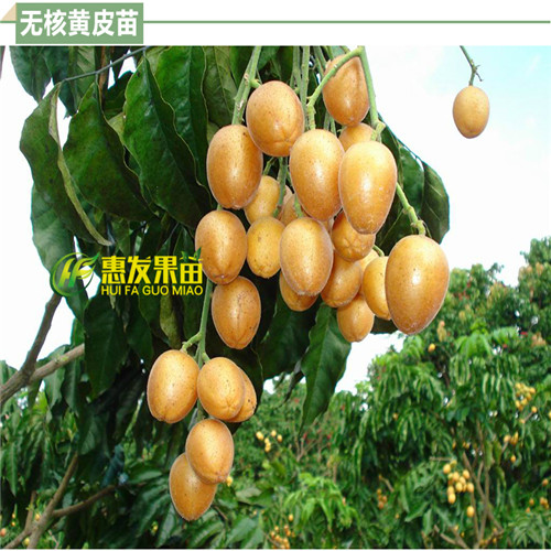 广州鸡心黄皮苗，深圳鸡心黄皮苗，黄皮苗 