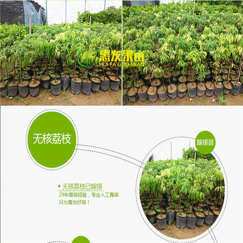 湖南无核荔枝苗批发，湖南无核荔枝苗基地 