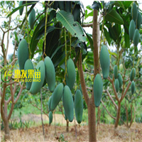 湖南桂七芒果苗，湖南芒果苗，湖南果树苗 