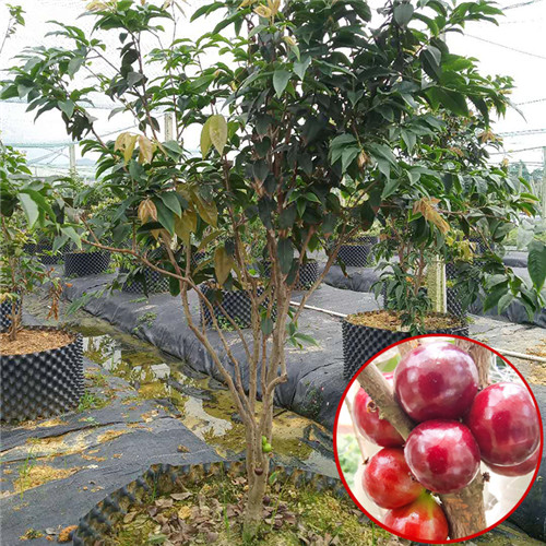 深圳艾斯卡嘉宝果苗、东莞艾斯卡嘉宝果苗