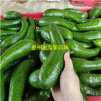 湖南青瓜牛油果苗基地，湖南青瓜牛油果苗 