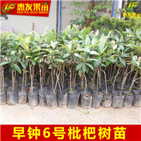 湖南早钟6号枇杷苗，湖南枇杷苗，湖南果苗批发 