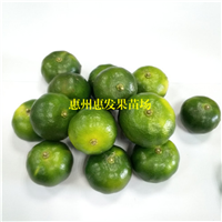 湖南扁实柠檬苗，湖南柠檬苗，湖南果树苗 