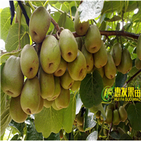湖南果苗，湖南弥猴桃苗，批发弥猴桃苗 