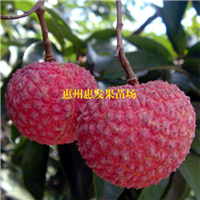 深圳糯米糍荔枝苗，深圳荔枝苗，深圳果苗 