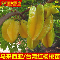 广东杨桃苗价格，广东杨桃苗，东莞杨桃苗 