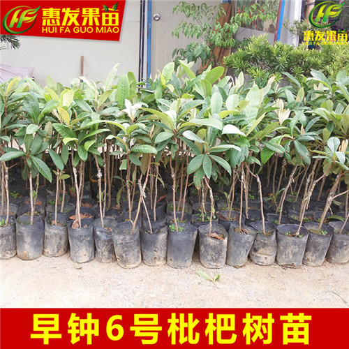 湖南早钟6号枇杷苗，湖南枇杷苗，湖南果苗批发 