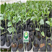 惠州香蜜百香果苗