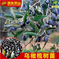 广东果苗，广东黑榄苗、广东黑榄苗基地 