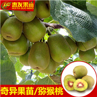 惠州弥猴桃苗，东莞弥猴桃苗，广州弥猴桃苗 