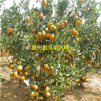 惠州茂谷柑苗，东莞茂谷柑苗，深圳茂谷柑苗 