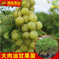 湛江油甘苗价格，珠海油甘苗，顺德油甘苗 
