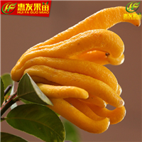 灵山佛手苗，钦州佛手苗，广西佛手苗批发 