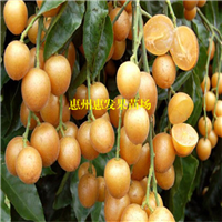 广东无核黄皮苗，深圳无核黄皮苗，深圳果苗 