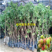 湖南荔枝苗基地，湖南荔枝苗，批发荔枝苗 