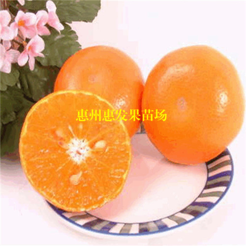 广东茂谷柑苗，东莞茂谷柑苗，广州茂谷柑苗 