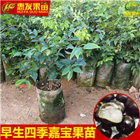 广东果苗批发、惠州树葡萄（嘉宝果）基地 