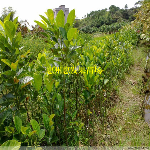 湖南海南菠萝蜜苗，湖南菠萝蜜苗批发 
