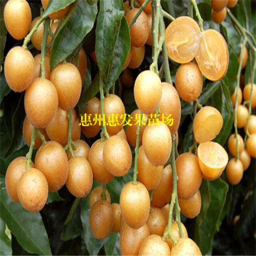 广东无核黄皮苗，深圳无核黄皮苗，深圳果苗 