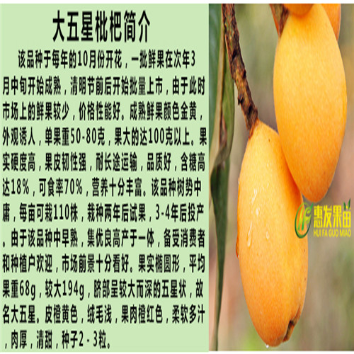 湛江大五星枇杷苗，湛江枇杷苗，湛江果树苗 