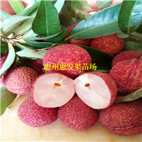 河源无核荔枝苗，东莞无核荔枝苗，广东果苗 