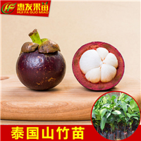 泰国山竹苗，深圳山竹苗，珠海山竹苗 
