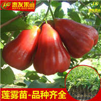 河源黑金钢莲雾苗，河源台湾莲雾苗，河源莲雾苗 