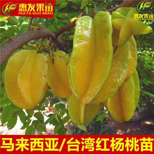 广东杨桃苗价格，广东杨桃苗，东莞杨桃苗 