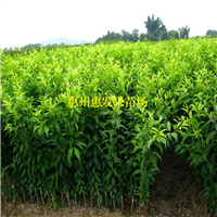 湖南三华李苗基地，湖南三华李苗价格 