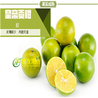 广州皇帝柑苗，顺德皇帝柑苗，珠海皇帝柑苗 