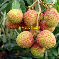 珠海妃子笑荔枝苗，珠海荔枝苗，珠海果苗 