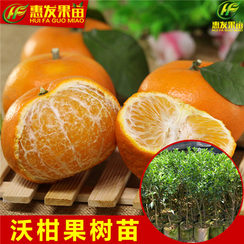 广州沃柑苗，顺德沃柑苗，珠海沃柑苗价格 