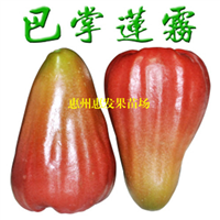 广州香水巴掌莲雾苗，广州莲雾苗，广州果苗 