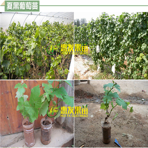 东莞巨峰葡萄苗，深圳巨峰葡萄苗，广东巨峰葡萄苗 