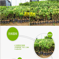 湖南无核荔枝苗批发，湖南无核荔枝苗基地 