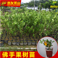 珠海佛手苗，东莞佛手苗，深圳佛手苗 