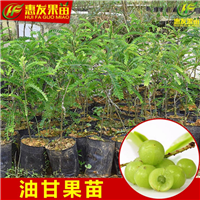 惠州油甘苗，东莞油甘苗，深圳油甘苗批发 