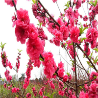 广东桃花苗基地，惠州桃花苗，批发桃花苗 