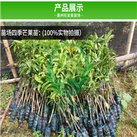 湖南四季芒果树苗，湖南芒果树苗，湖南果苗 