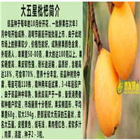 湛江大五星枇杷苗，湛江枇杷苗，湛江果树苗 