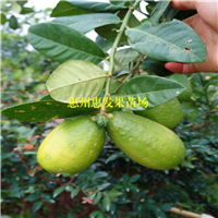 深圳无籽香水柠檬苗，深圳香水柠檬苗，深圳柠檬苗 