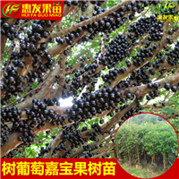 东莞树葡萄苗，深圳树葡萄苗，广东树葡萄苗批发 