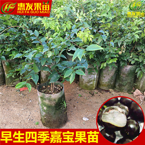 广东果苗批发、惠州树葡萄（嘉宝果）基地 