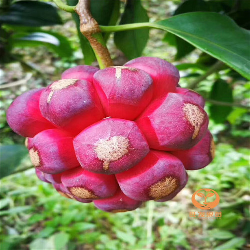 长寿果（老虎果）