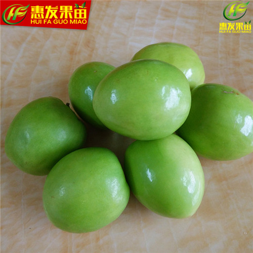 广州台湾青枣苗，广州青枣苗，广州果树苗 