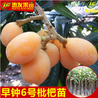 河源早钟6号枇杷苗，河源枇杷苗，河源果苗 