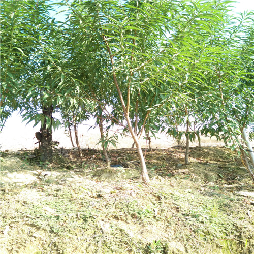 深圳桃花苗，东莞桃花苗，广东桃花苗 