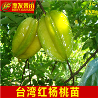 湛江杨桃苗，顺德杨桃苗，广东杨桃苗基地 